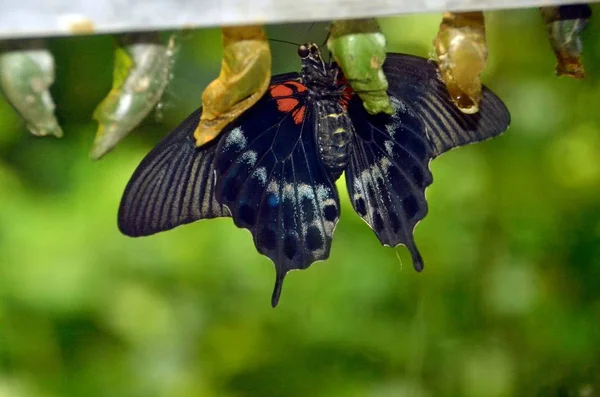 Tropical butterfly from the cocoon