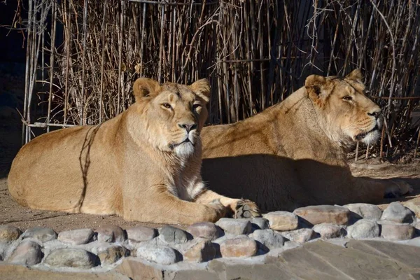Dişi aslanlar sabırsızlıkla bekliyor