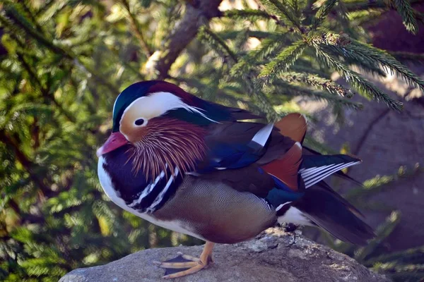 Ladin Yakın Mandarin Ördek — Stok fotoğraf
