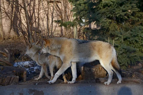 Famille Des Loups Dans Forêt — Photo