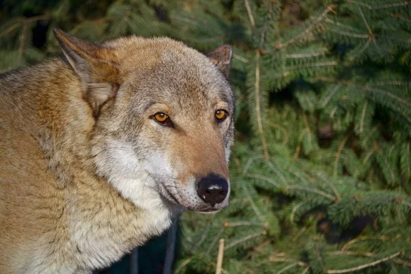 Portrait Loup Attentif — Photo