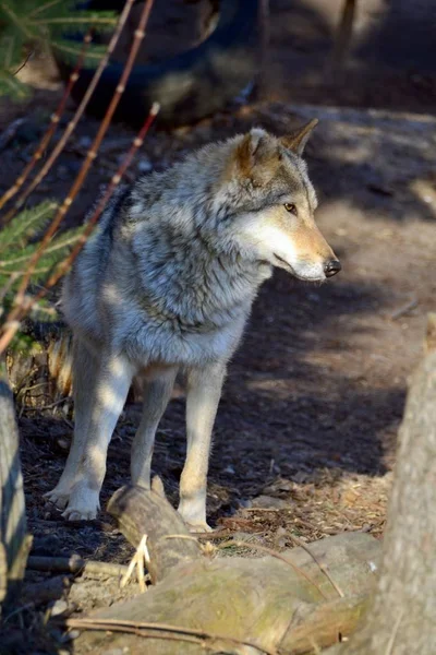 Волк Лесной Дороге — стоковое фото