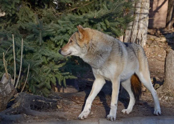 Volwassen Wolf Aan Rand Van Het Bos — Stockfoto