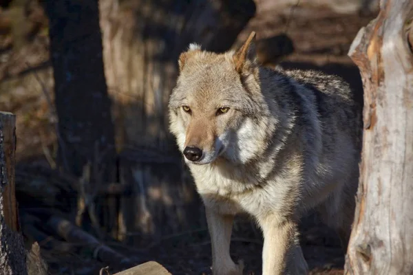 Loup Journée Ensoleillée Dans Forêt — Photo