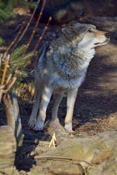 Wolf Het Bos — Stockfoto