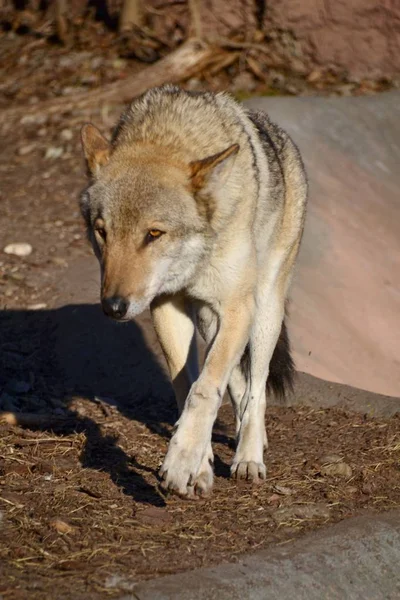 Grauer Wolf Läuft Auf Den Boden — Stockfoto