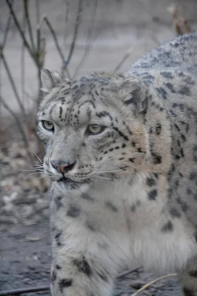 Egy Nagy Portréja Snow Leopard — Stock Fotó