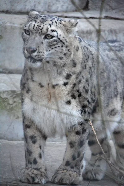 Érdemes Bokros Snow Leopard — Stock Fotó
