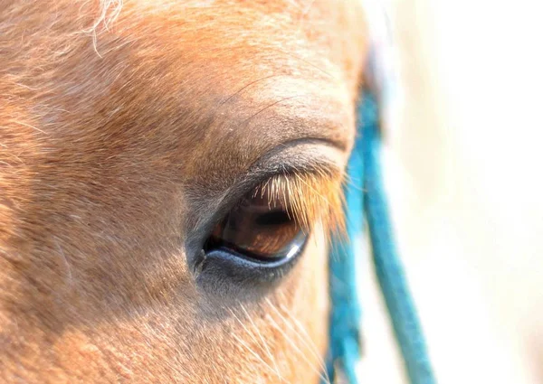 Ojo Pony Cerca —  Fotos de Stock