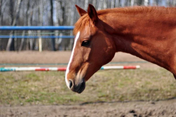 Cavalo Vermelho Sol — Fotografia de Stock