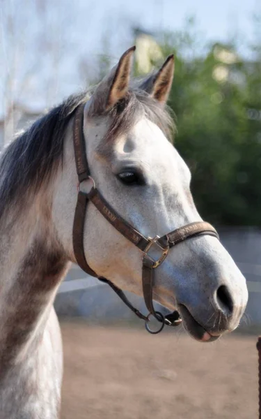 Filly Árabe Dia Primavera — Fotografia de Stock