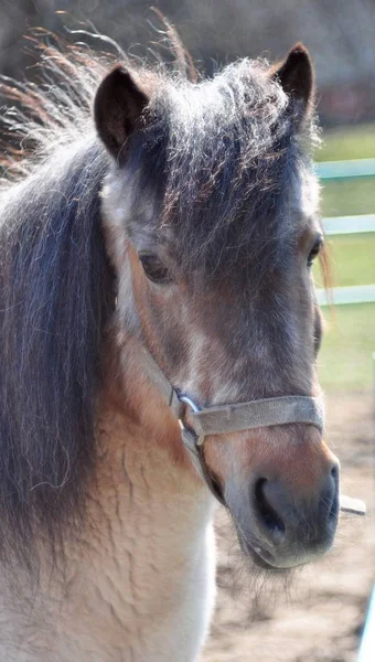 Parmantig Pony Zon — Stockfoto