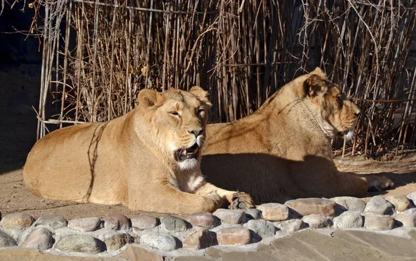 Twee Lionesses Vakantie Rechtenvrije Stockfoto's