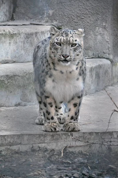 Snow Leopard Winter Bergen Rechtenvrije Stockfoto's