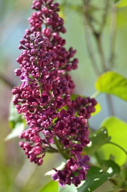 Erken ilkbaharda Leylak dalı