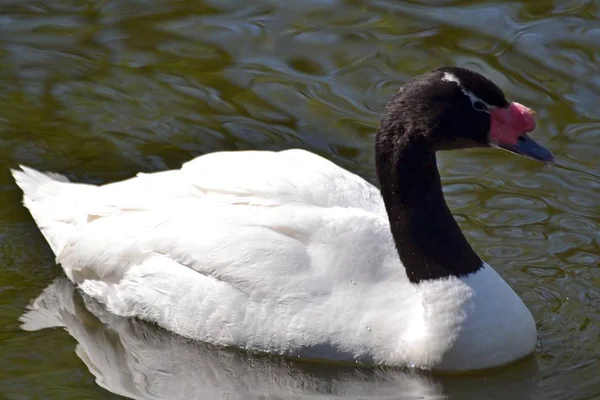 Cygne Est Flotteur Gorge Noire Dans Eau — Photo