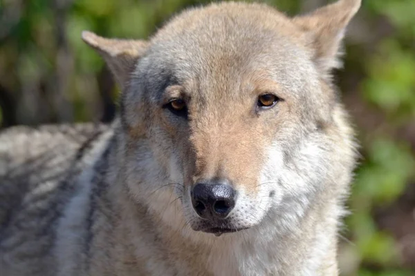 Portrait Grey Wolf Spring — Stock Photo, Image