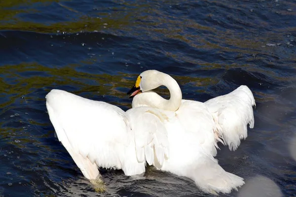 Cygne Blanc Étendit Ses Ailes — Photo