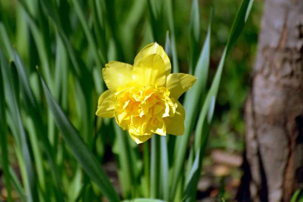 Žluté Sametové Narcisy Slunci — Stock fotografie