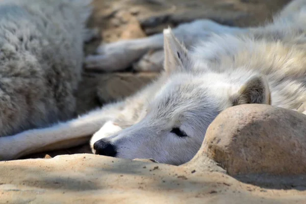 Волк Тундры Камнем — стоковое фото
