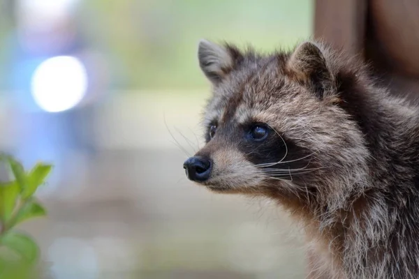 Máscara Sobre Fase Raccoon — Fotografia de Stock