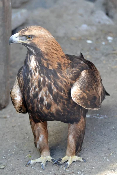 Aigle Regardant Sur Côté — Photo