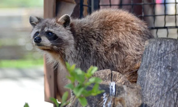 Raccoon Sur Threshold Maison — Photo