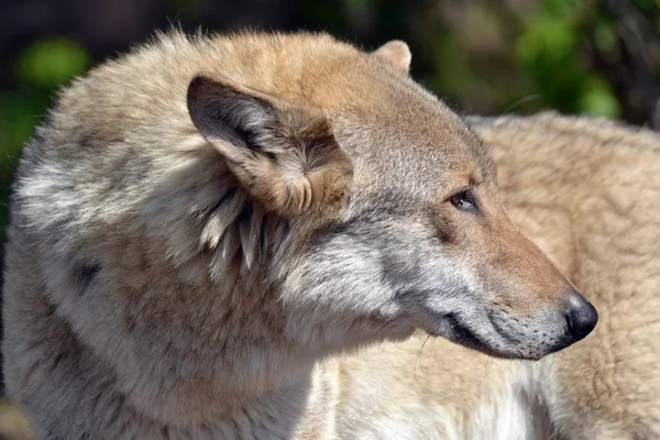 Loup Gris Regarde Arrière — Photo