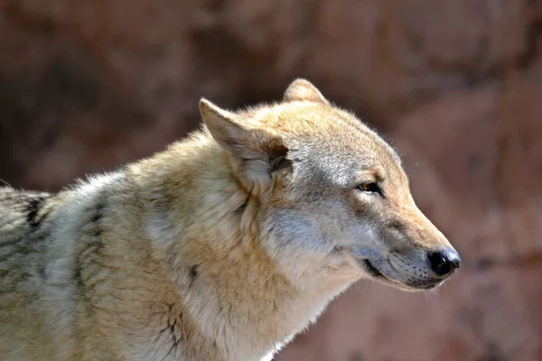 Portret Van Een Wolf Een Bruine Achtergrond — Stockfoto