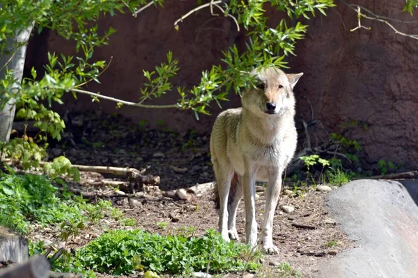 Grijze Wolf Achter Een Boomtak — Stockfoto