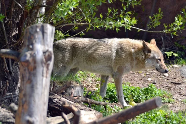 Loup Hors Forêt Printanière — Photo