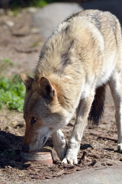 Der Interessierte Blick Des Grauen Wolfes — Stockfoto