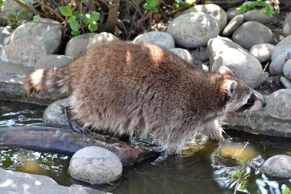 Waschbär Ist Auf Dem Fluss — Stockfoto