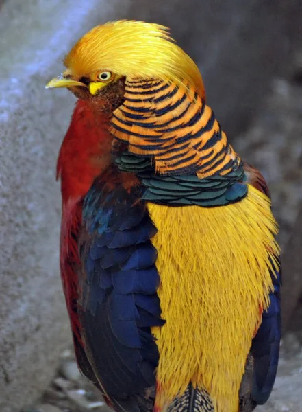 golden pheasant portresi