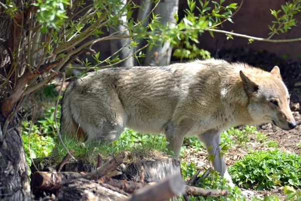 Wolf Het Voorjaar Forest — Stockfoto