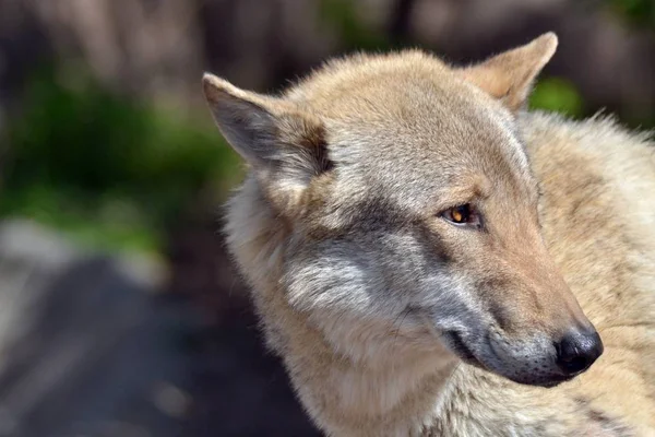 Wolf Draaide Zijn Hoofd — Stockfoto