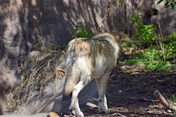 Wolf Gaat Het Bos — Stockfoto