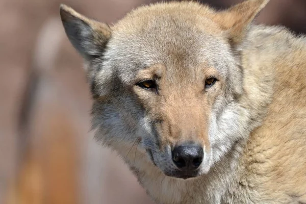 美しいオオカミの肖像 — ストック写真