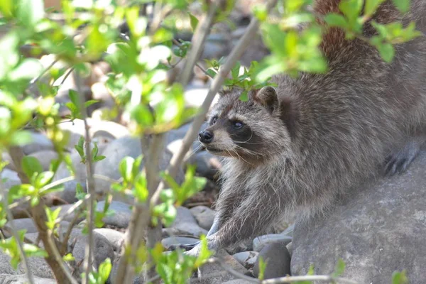 Raccoon Zielonym Lesie — Zdjęcie stockowe
