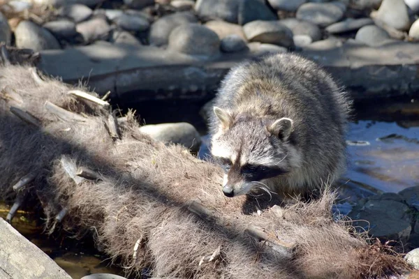 アライグマは木を通して見る — ストック写真