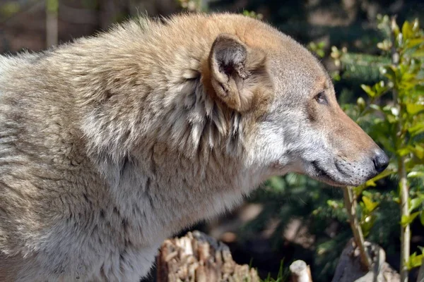 Portrait Loup Dans Forêt — Photo