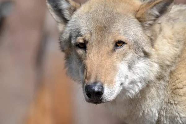 Close Van Grijze Wolf — Stockfoto