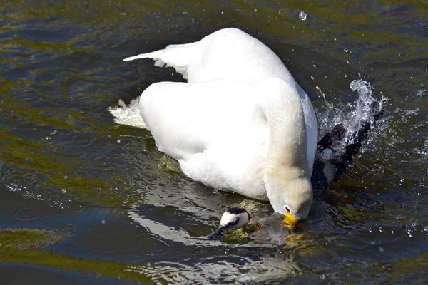 Cygne Blanc Étendit Ses Ailes — Photo