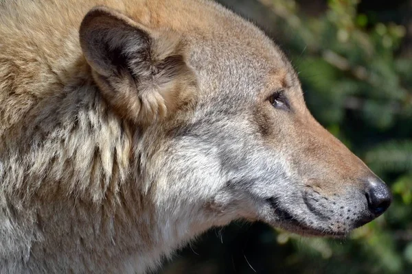 Cabeça Grande Lobo Mau — Fotografia de Stock