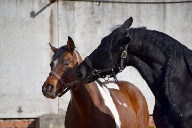 Piebald atı ile oynayan siyah at