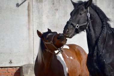 İki atın komünyonu
