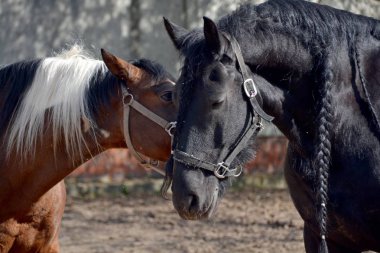 Sokakta friesian atı ve piebald at