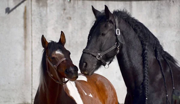 Dwa Konie Szarym Tle — Zdjęcie stockowe