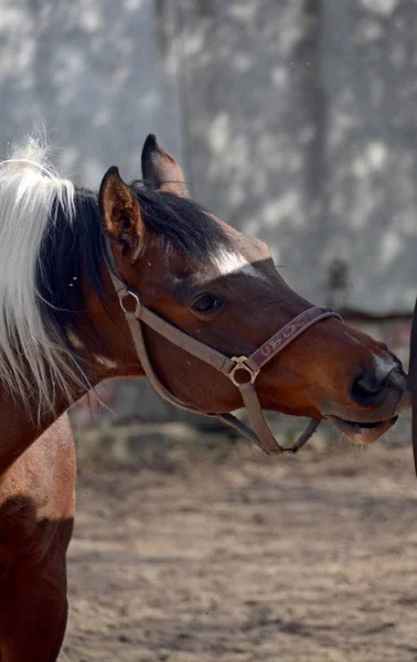 Piebald horse on a spring day