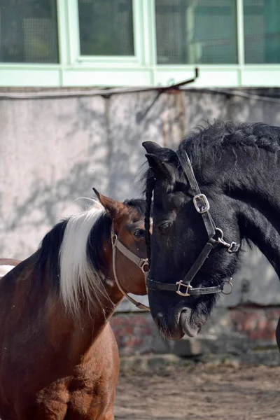 Cavalo Frísio Cavalo Piebaldo Primavera Sol — Fotografia de Stock